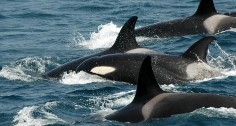 whale watching tarifa cadiz costa de la luz gibraltar dolphin trips